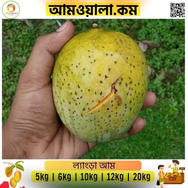 Langra | ল্যাংড়া আম - Image 3