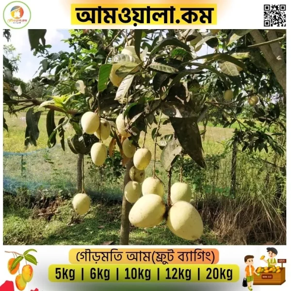 Gormoti | গৌড়মতি - Image 2