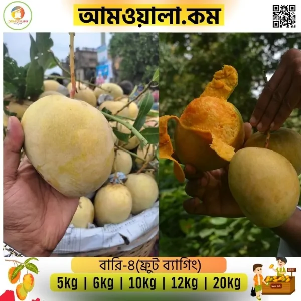 বারি-৪ আম ১৪৫ টাকা কেজি হোম ডেলিভারী সহ