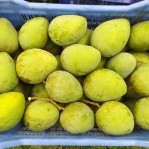 হাড়ীভাংগা আম ১২০ টাকা কেজি (কুরিয়ার ডেলিভারী পর্যন্ত)