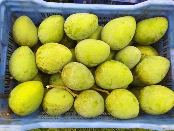 হাড়ীভাংগা আম ১৩০ টাকা কেজি (হোম ডেলিভারী সহ)