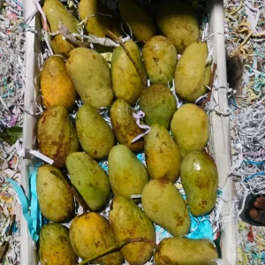 সুইট কাটিমন আম প্রতি কেজিতে ৪-৫ পিস হবে।