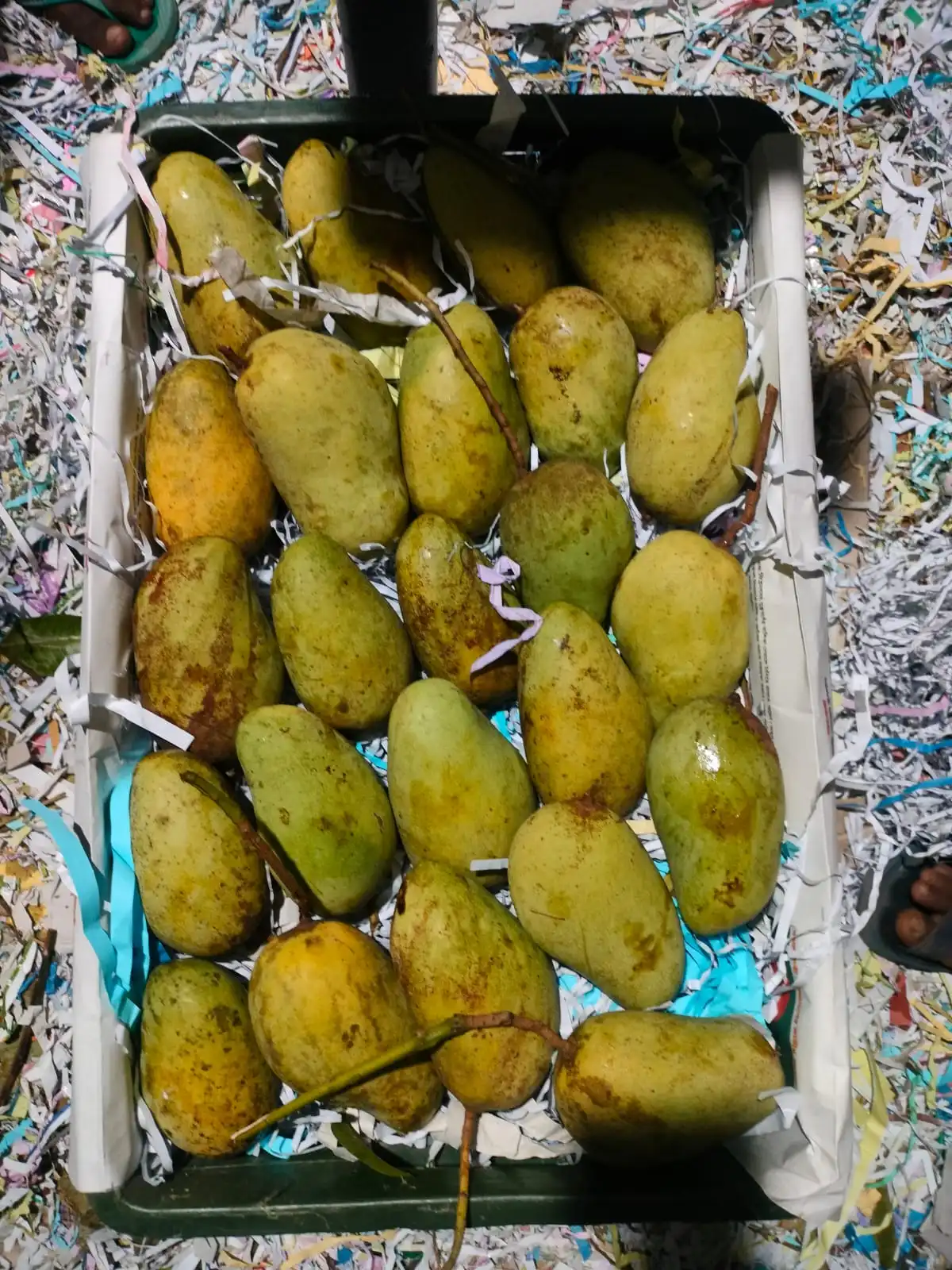 সুইট কাটিমন আম প্রতি কেজিতে ৪-৫ পিস হবে।