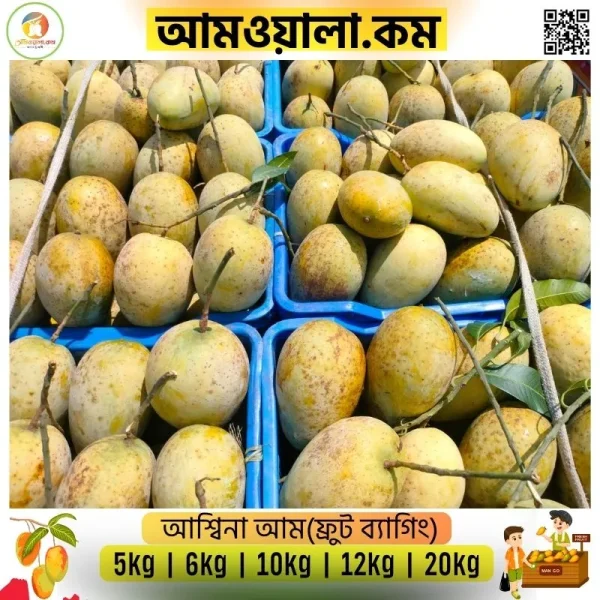 Ashina|আশ্বিনা আম