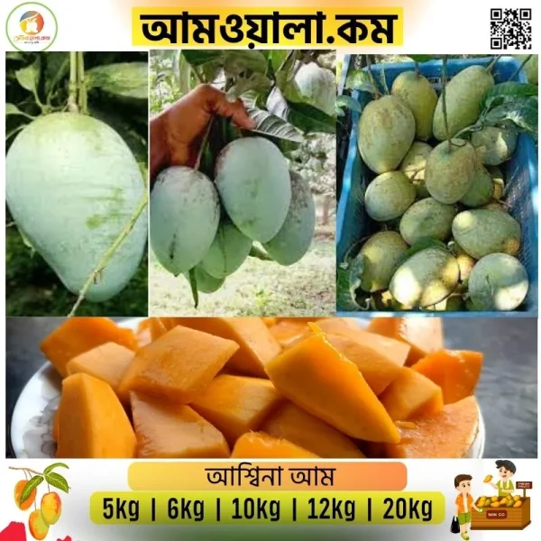 Ashina|আশ্বিনা আম - Image 2