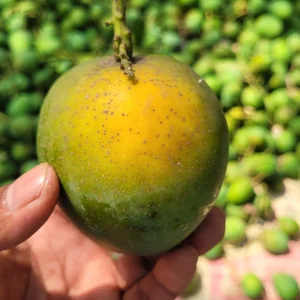 Himsagor | হিমসাগর আম