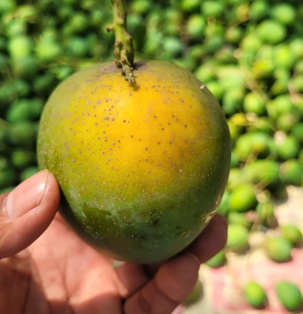 Himsagor | হিমসাগর আম