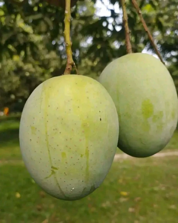 ল্যাংড়া আম ১১০ টাকা কেজি (কুরিয়ার অফিস পর্যন্ত)