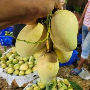 আম্রপালি আম ১২০ টাকা (হোম ডেলিভারী সহ)