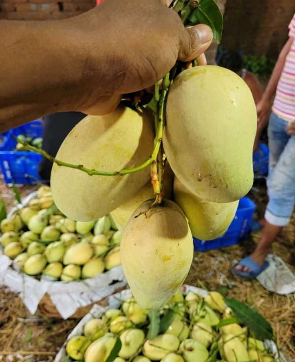 আম্রপালি আম ১২০ টাকা (হোম ডেলিভারী সহ)