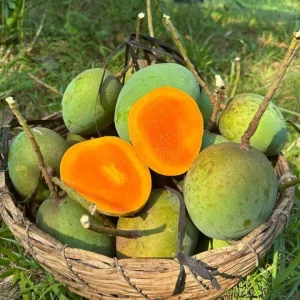 হিমসাগর আম (২২ কেজি) হোম ডেলিভারী সহ