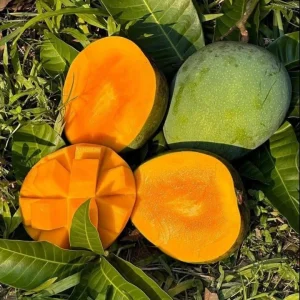 গোবিন্দভোগ আম (১১ কেজি) হোম ডেলিভারী সহ