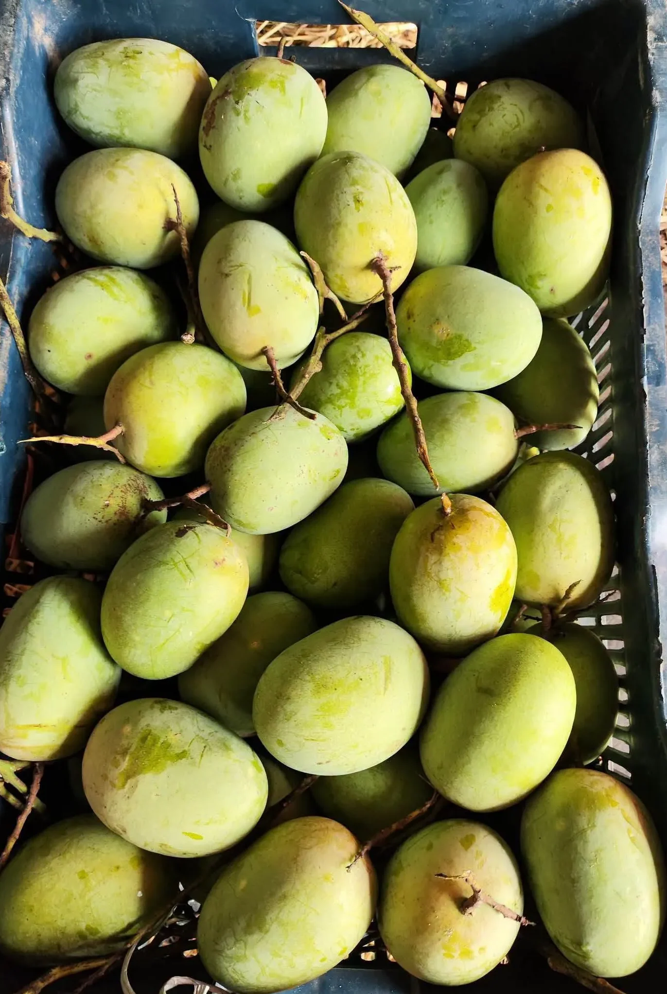 ল্যাংড়া আম (১১ কেজি)