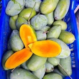 সবথেকে জনপ্রিয় আম নাকফজলি (২২কেজি)
